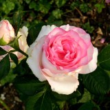 Дольче вита_0x160 Любимый сад